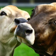 [#392] Thinking Alike