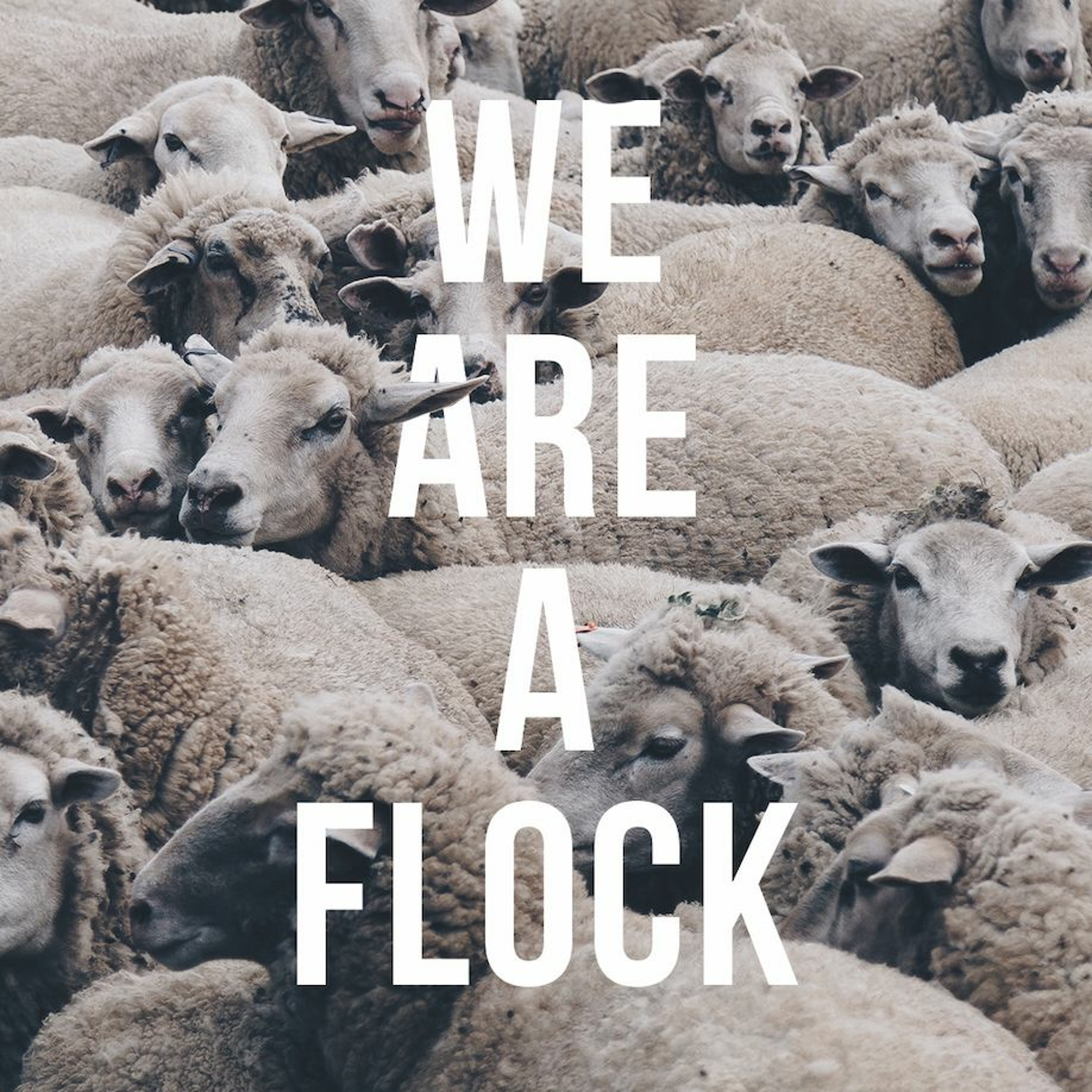 22/01/16 | We are a flock | Dave Schnitter episode artwork