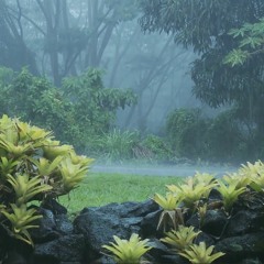 Forest Rain Sound for relaxation