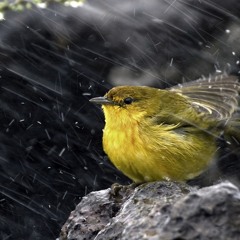 Rain Birds (disquiet0590)