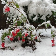 In di vinter nekht kalte (in the cold winter nights)