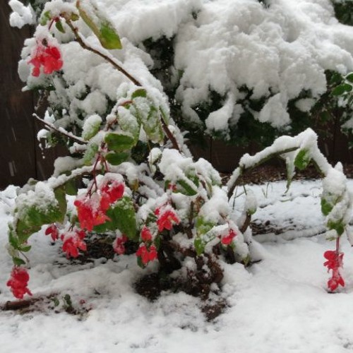 In di vinter nekht kalte (in the cold winter nights)