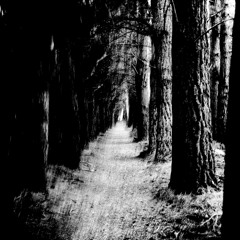 Stray Theories - Catalyst