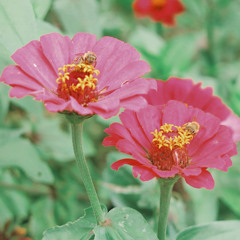 Creep - Radiohead (Cover)