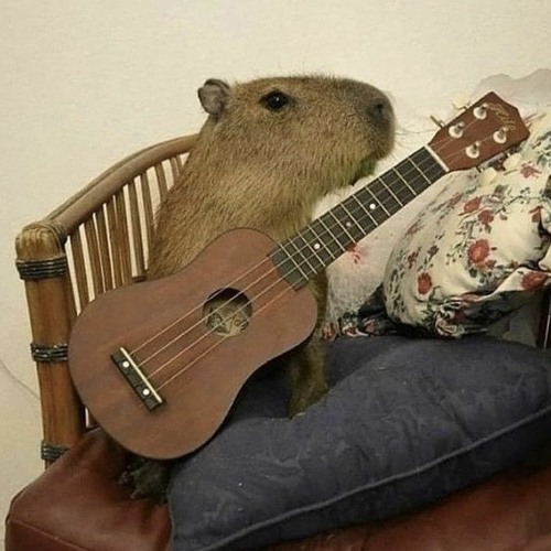 capybara song — [only capybara]