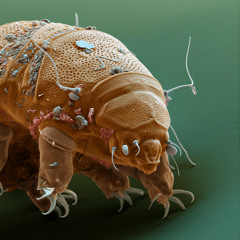 JIG IS UP (feel like this) 0.0.7