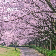 散りゆく桜の下で