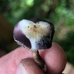 2020clot mix