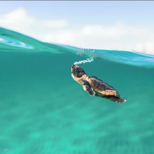 A Journey Into Trance Classics vol VII