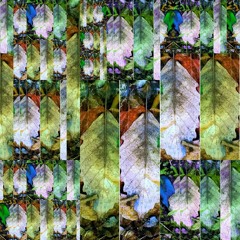 a patchwork of light