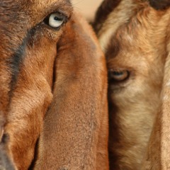 Hogs, dogs, camels & asses - 28 sept