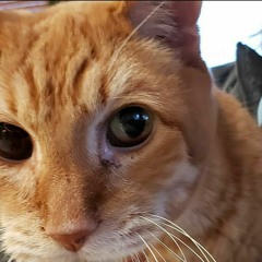 Cat yowling while kneading stuffed animal