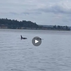 ORCA