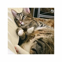 SOCKS BIRTHDAY MIX