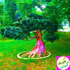 Shi Zarif in the garden (For Maldek)في شي ظريف في الحديقة