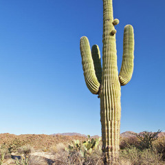 Cactus King (feat. Lenny O’Connor). Lyrics in description