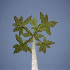 Kəbab Nettor - Bosque de Sud