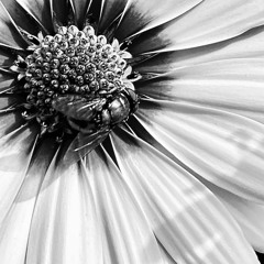 Tears Of The Son (demo)