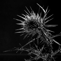 Come fanno i fiori (Instrumental) [feat. Endi Primo]