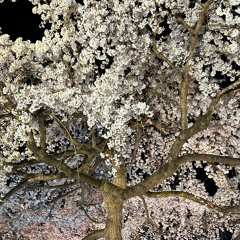 Life Veil Balance -00-