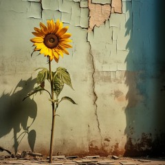Wallflower (Acoustic)