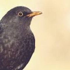 Vick Bradshaw -   Black Bird