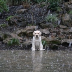 You can’t teach a old dog new trickz