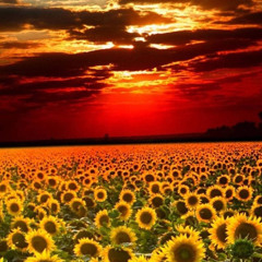 Sonnenblumenkerne im Sonnenuntergang