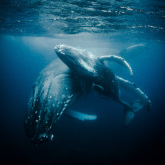 The Drunken Whale