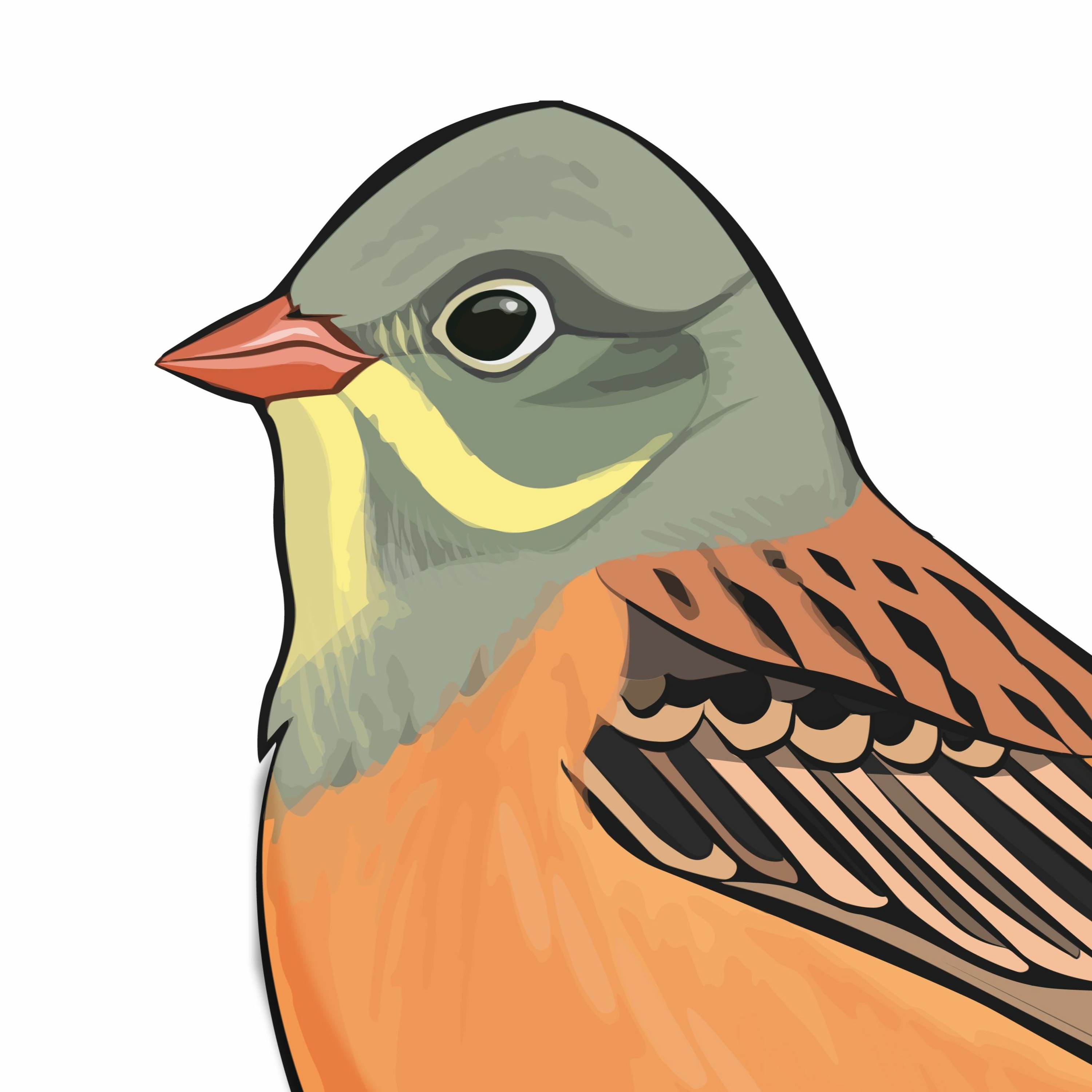 Pippipodden