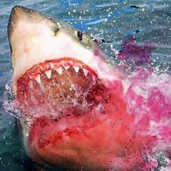 Jawzzz Head 🦈 Vol. 2 (Wish A Mfer Would Try Me Preview)