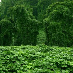 kudzu
