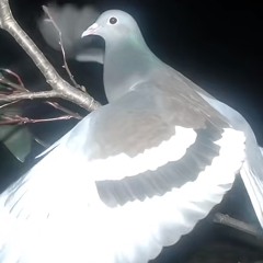 salpicowav