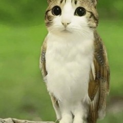 Cat owl at the zoo