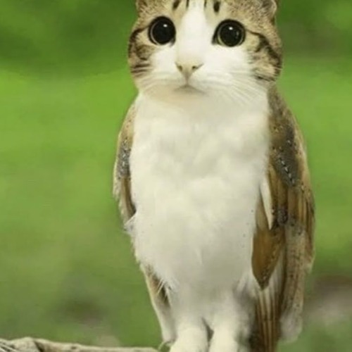 Cat owl at the zoo
