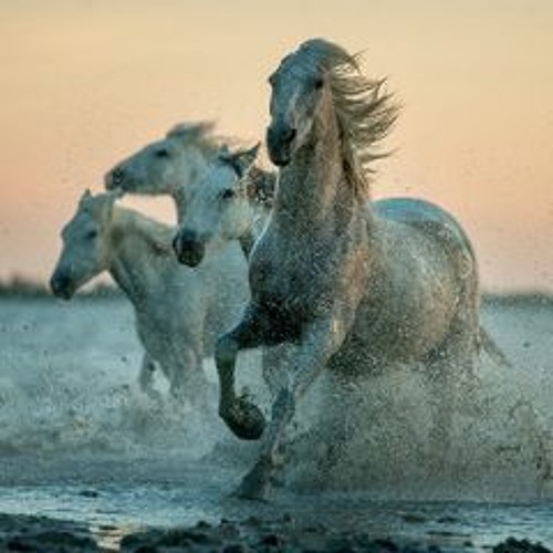 Wild Horses