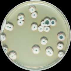 ,,ᵃˢᵖʰʸˣᶦᵃᵗᶦᵒⁿ..｡*ﾟ+