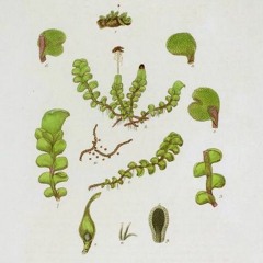 HK_Fantaisies_tracks_328