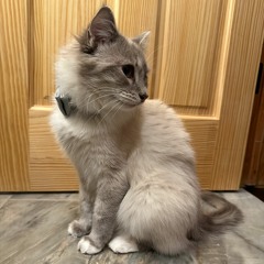 Reincarnate (ft. Ada)