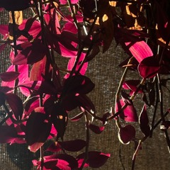 ROSES FROM MY POCKET