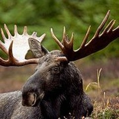 Dit Älven Går Bass Boosted