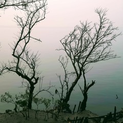 Bird Sounds, Sundarbans