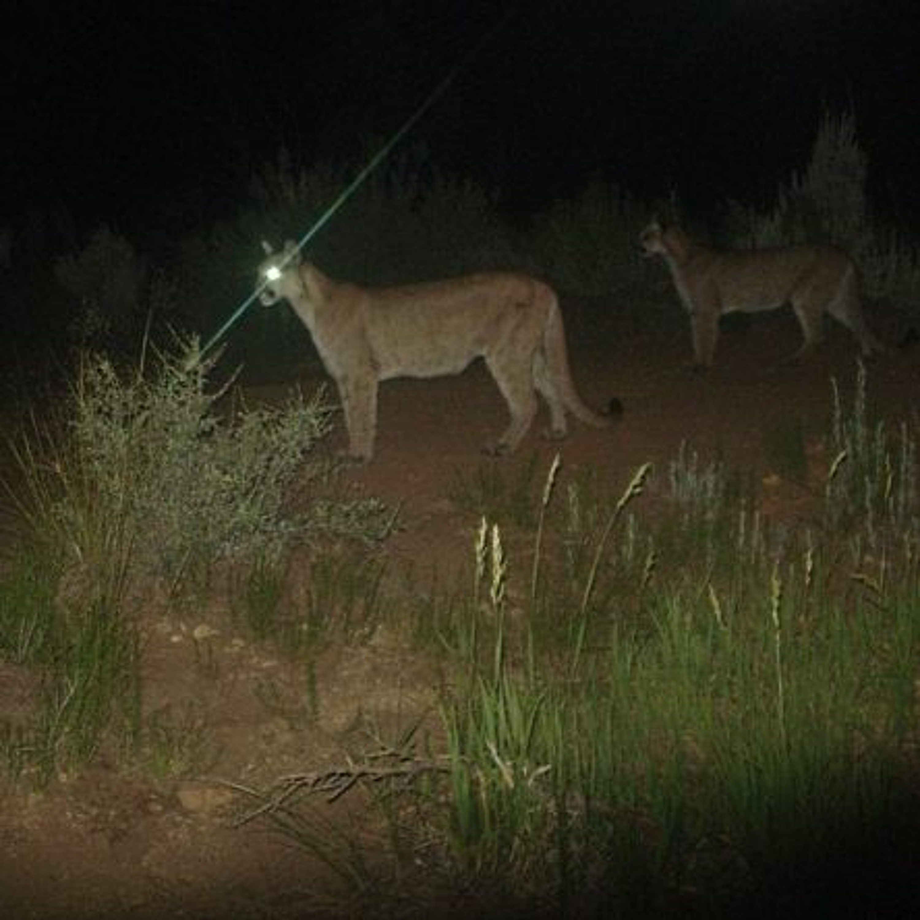 Wildlife advocates sue the state of Utah over changes to mountain lion hunting laws episode artwork