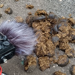 Flies On Horseshit