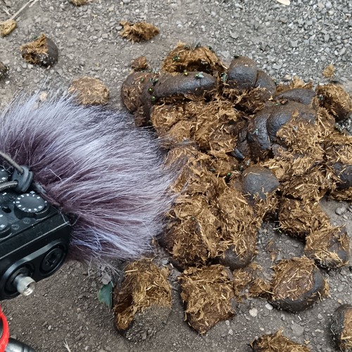 Flies On Horseshit
