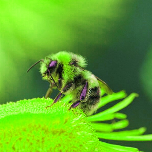 To See Bee