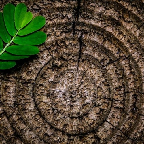 Commitment #6 Meditation - Integrity