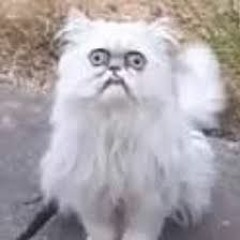 TOMMY B - CRAZY OLD CAT **re-upload**
