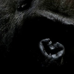 "Stop The Poaching Mix" AKA "Gorilla Mix"