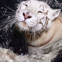 tracks ♪♬((d⌒ω⌒b))♬♪